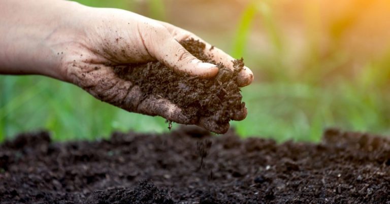 Como Melhorar A Fertilidade Do Solo E Aumentar A Produtividade Agrícola?