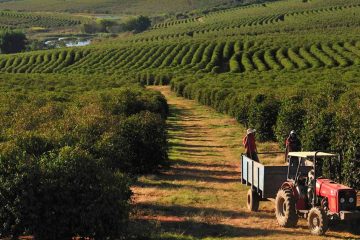 Cafeicultor De Machado – Mg Indica Fonte De Potássio Que Melhorou A Qualidade Da Bebida Do Café