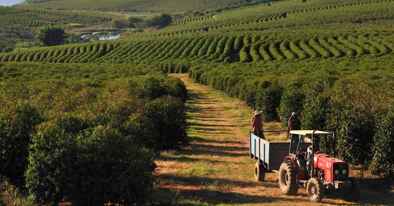 Cafeicultor De Machado – Mg Indica Fonte De Potássio Que Melhorou A Qualidade Da Bebida Do Café