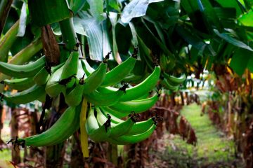 Bananicultor De Uberlândia - Mg Se Surpreende Com Os Resultados Do K Forte® Na Lavoura