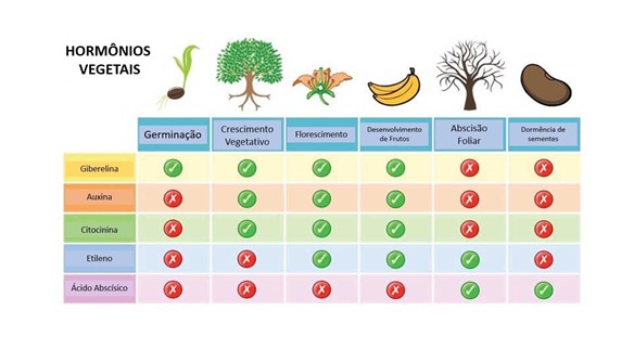 Hormônios Vegetais E Fases Do Desenvolvimento Vegetal. O Balanço Entre Esses Hormônios Regula Os Processos Metabólicos Vegetais, Compreendendo Como Eles Funcionam Podemos Nos Comunicar Com A Planta Em Momentos Chave Da Cultura