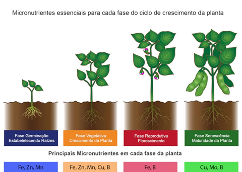 Micronutrientes Envolvidos Em Diferentes Estádios De Desenvolvimento Vegetal. Alguns Mecanismos Fisiológicos São Responsivos À Disponibilidade De Nutrientes, Dessa Forma, A Nutrição Adequada Em Cada Etapa Do Desenvolvimento Da Planta Garante Respostas Adequadas Na Produtividade Das Culturas 