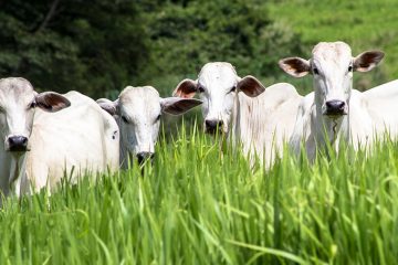 Pecuarista De Ribas – Ms Conta Quais São As Vantagens Do Baks® Em Relação Ao Gesso Agrícola