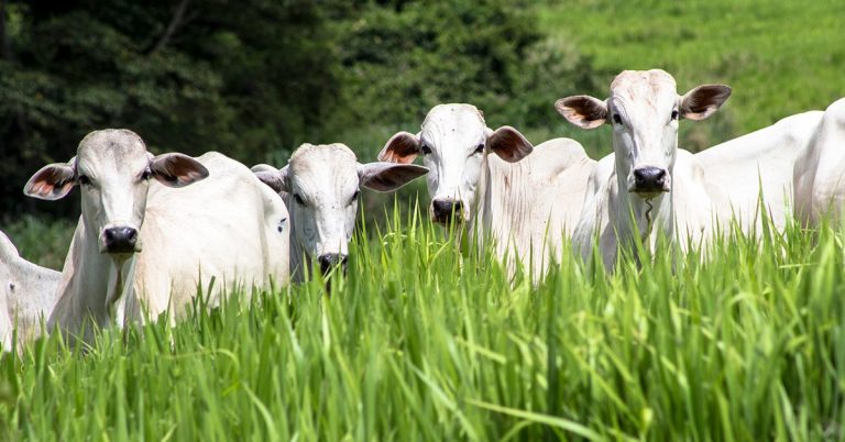 Pecuarista De Ribas – Ms Conta Quais São As Vantagens Do Baks® Em Relação Ao Gesso Agrícola