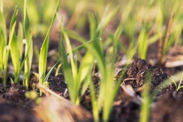 Por Que Entender De Fisiologia Vegetal É Importante Para Um Manejo Adequado Da Lavoura