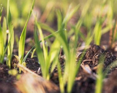 Por Que Entender De Fisiologia Vegetal É Importante Para Um Manejo Adequado Da Lavoura