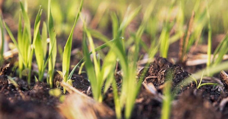 Por Que Entender De Fisiologia Vegetal É Importante Para Um Manejo Adequado Da Lavoura