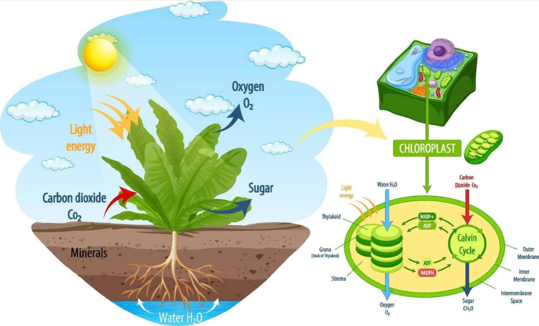 Processos Envolvidos Na Fotossíntese. Apesar Da Aparente Complexidade, Os Processos Bioquímicos Estudados Pela Fisiologia Vegetal São A Tradução Da Linguagem Das Plantas 