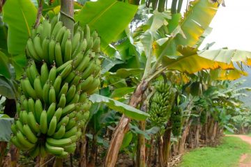 Agricultor De Massaranduba–Sc Conta Como O Uso Do K Forte® Melhorou O Cultivo Orgânico De Bananas