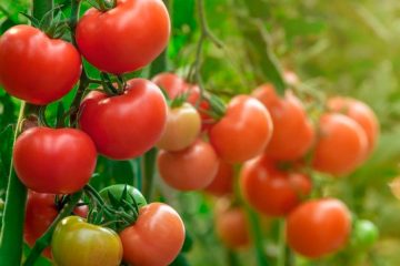 Potássio No Tomate: Como Fazer A Adubação Adequada?