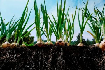 Potássio Para Cebola: Veja Como Fazer A Adubação Da Lavoura