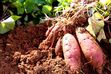 Potássio Para Batata-Doce: Saiba A Importância Desse Nutriente E Como Adubar