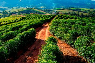 Produtor De Café De São Gotardo-Mg Conta Como O K Forte® Melhorou Os Resultados Da Lavoura