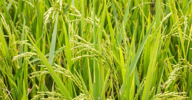 Potássio Para Arroz: Entenda A Importância E Como Fazer A Adubação