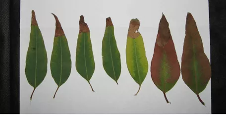 Evolução Dos Sintomas De Deficiência De Potássio Nas Folhas De Eucalipto. (Fonte: Adaptado Costa &Amp; Schwengber, 2008)