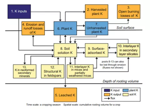 Novo Modelo Da Dinâmica De Potássio No Solo, Proposto No Capítulo The Potassium Cycle And Its Relationship To Recommendation Development, Do Livro Improving Potassium Recommendations For Agricultural Crops. (Fonte: Bell Et Al., 2021)