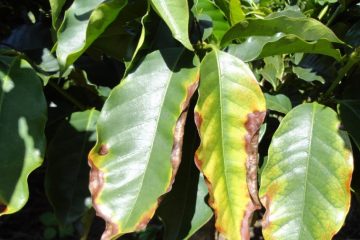 Conheça Cinco Fatores Que Afetam A Absorção De Potássio Pelas Plantas