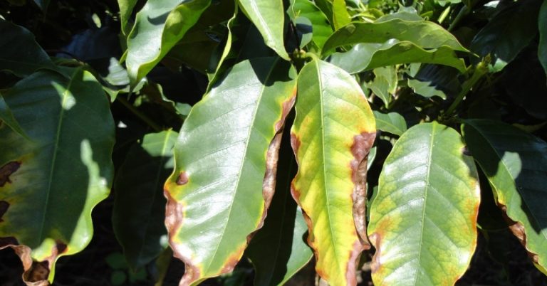 Conheça Cinco Fatores Que Afetam A Absorção De Potássio Pelas Plantas