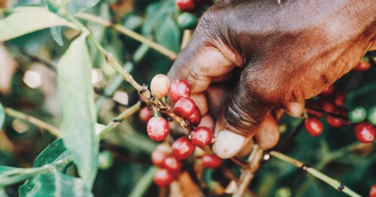 Cafeicultor De Rio Paranaíba Conta Os Benefícios Do K Forte® Para A Lavoura