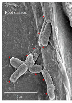 Colonização Das Raízes Das Plantas Pela Rizobactéria Bacillus Aryabhattai