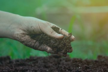 O Manejo Agrícola Como Ferramenta Para Aumentar A Matéria Orgânica Do Solo