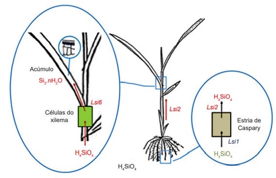 Alguns Genes São Responsáveis Por Regular A Absorção E Transporte Do Ácido Monossilícico Do Solo Para A Epiderme Das Folhas. Na Cultura Do Arroz, Por Exemplo, Essa Regulação Se Dá Pela Expressão Dos Genes Lsi1, Lsi2 E Lsi6. (Fonte: Ma Et Al., 2006, Adaptado Por Souza, 2018).