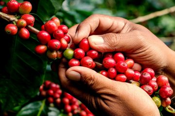 Cafeicultores Contam Como O Uso Do K Forte® Fez A Diferença No Manejo Da Lavoura