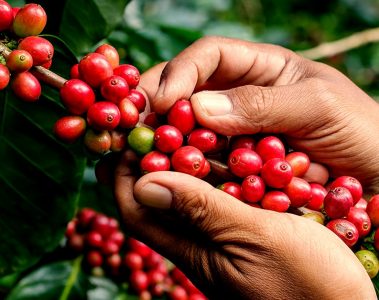 Cafeicultores Contam Como O Uso Do K Forte® Fez A Diferença No Manejo Da Lavoura