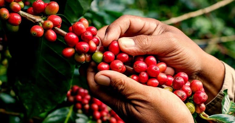 Cafeicultores Contam Como O Uso Do K Forte® Fez A Diferença No Manejo Da Lavoura