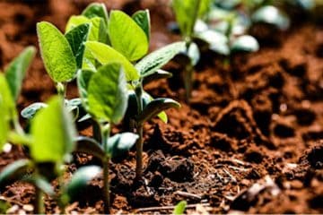 Conheça As Principais Fontes De Silício Para Agricultura