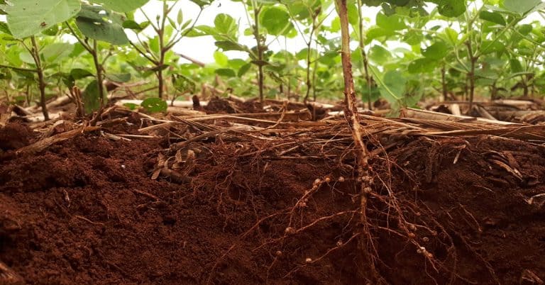 Lixiviação De Nutrientes Por Que O Potássio Possui O Maior Risco De Perdas