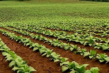 Potássio Para Tabaco: Saiba As Melhores Práticas De Adubação Potássica Para Essa Cultura