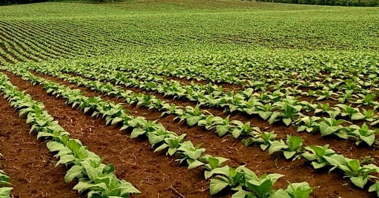 Potássio Para Tabaco: Saiba As Melhores Práticas De Adubação Potássica Para Essa Cultura