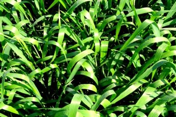 Quais São Os Benefícios Do Uso Do Silício Nas Plantas