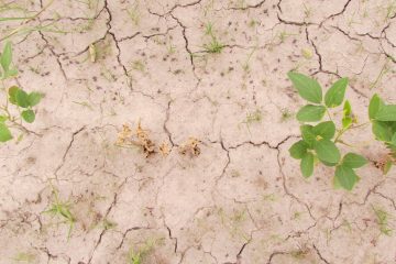 Qual A Importância Do Silício Na Minimização Do Estresse Hídrico Em Plantas