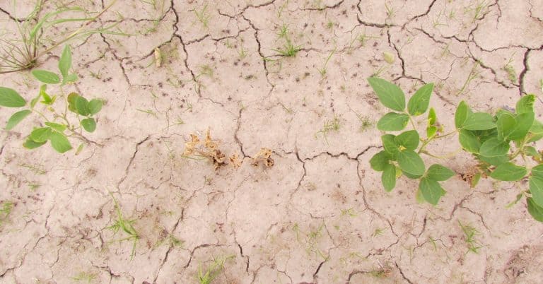 Qual A Importância Do Silício Na Minimização Do Estresse Hídrico Em Plantas