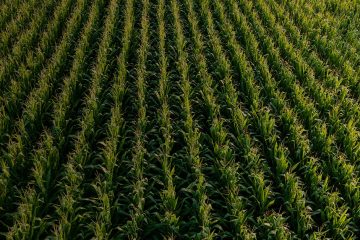 Qual É A Importância Do Silício Na Agricultura