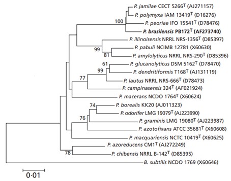 Árvore Filogenética Representando Diferentes Espécies De Microrganismos Do Gênero Paenibacillus. 