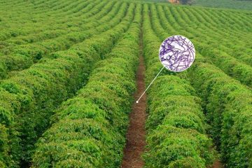 Bacillus Megaterium: Conheça Este Microrganismo E Seus Benefícios Na Agricultura