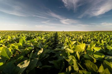 Conheça As Principais Funções Do Enxofre Nas Plantas