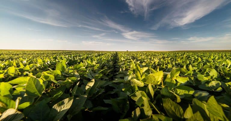 Conheça As Principais Funções Do Enxofre Nas Plantas