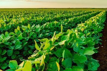 Enxofre: Conheça As Características Deste Nutriente E Sua Importância Na Agricultura - Enxofre Conheca As Caracteristicas Deste Nutriente E Sua Importancia Na Agricultura