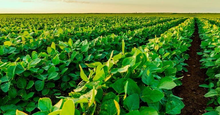 Enxofre: Conheça As Características Deste Nutriente E Sua Importância Na Agricultura - Enxofre Conheca As Caracteristicas Deste Nutriente E Sua Importancia Na Agricultura