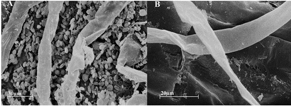 Microscopia Eletrônica Das Raízes De Milho Inoculadas (Direita) E Não Inoculadas (Esquerda) Com A Rizobactéria Azospirillum Brasilense.