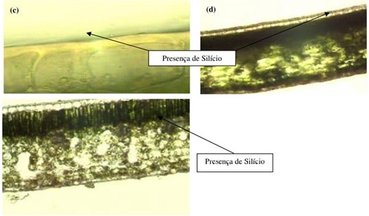 Presença De Silício (Cor Escura) Entre A Cutícula E A Epiderme Adaxial (Parte Inferior) Das Folhas De Cafeeiro. (Fonte: Fernandes Et Al., 2010) 