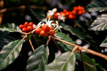 Qual A Importância Do Enxofre No Café