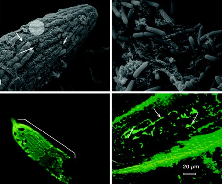 Representação Da Formação De Biofilme Nas Raízes Pela Bactéria Paenibacillus Polymyxa B1