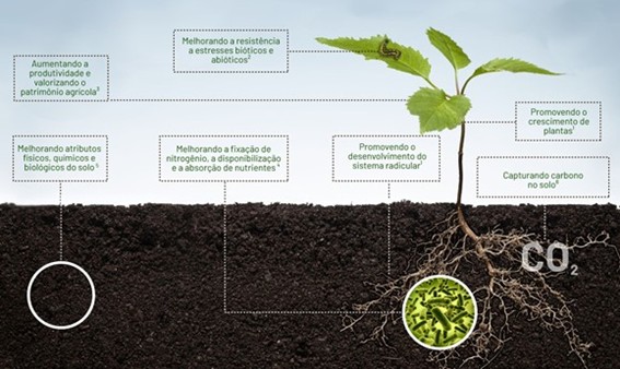 Benefícios Da Associação Com Os Microrganismos Do Solo Para As Plantas, Que Podem Ser Potencializados Com O Manejo Biológico Da Lavoura