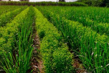 Como As Plantas De Cobertura Protegem O Solo E Evitam Os Danos Da Erosão Hídrica