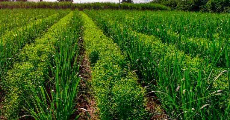 Como As Plantas De Cobertura Protegem O Solo E Evitam Os Danos Da Erosão Hídrica